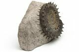 Toarcian Spiny Ammonite (Porpoceras) Fossil - France #228171-2